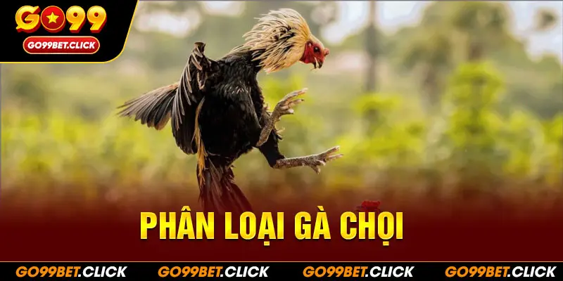 Phân loại gà choi