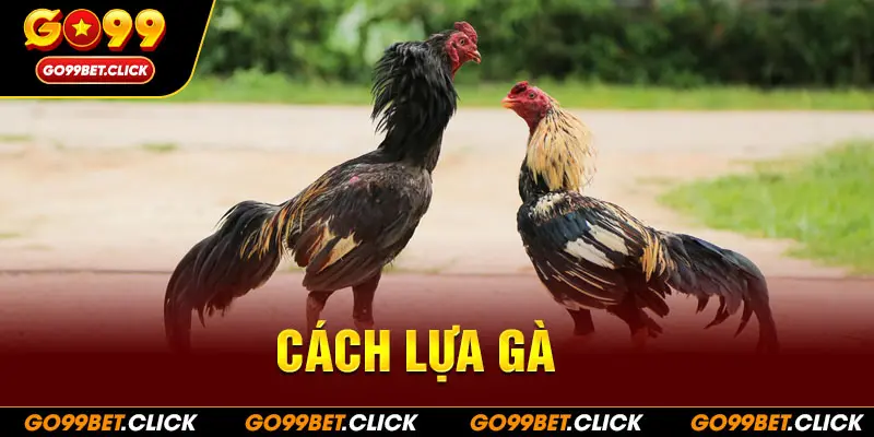 Cách lựa gà